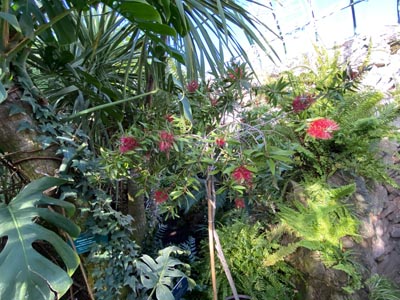 roślinność w ogrodach zimowych